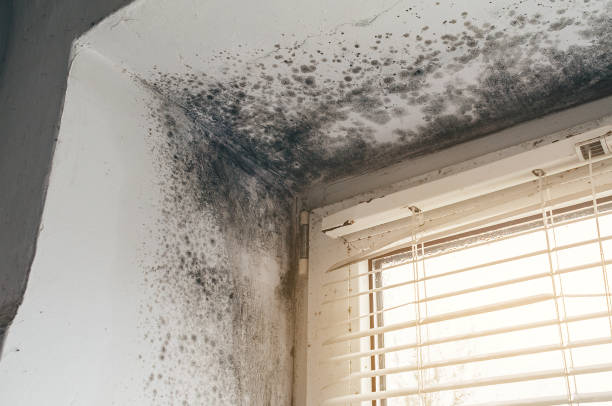 Affordable Mold Remediation solutions in Paris, IL