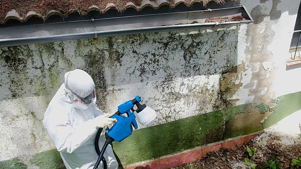 Trusted Attic Mold Removal service in Paris, IL - Cheap Mold Removal